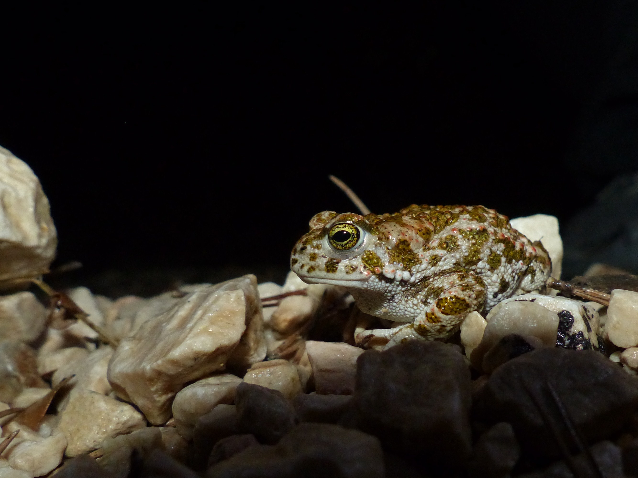 B.Calamita 1.JPG