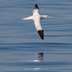 Els Ocells Marins del Delta de l’Ebre
