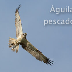Els rapinyaires de les Terres de l’Ebre
