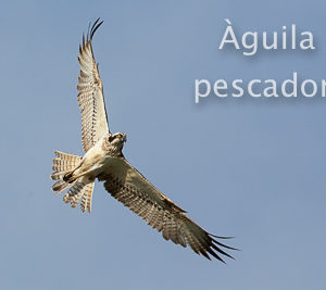 Els rapinyaires de les Terres de l’Ebre
