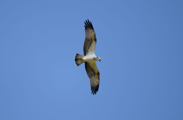 Els rapinyaires de les Terres de l’Ebre - Imatge 3