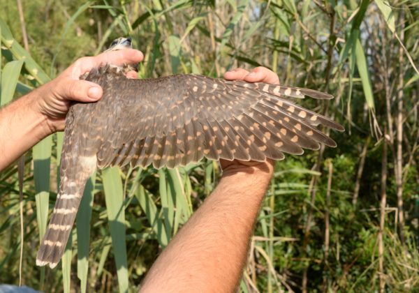 Els rapinyaires de les Terres de l’Ebre - Imatge 4