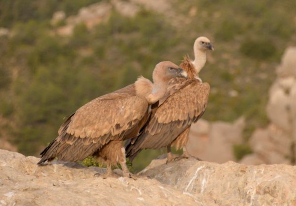 Els rapinyaires de les Terres de l’Ebre - Imatge 5