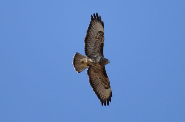 Els rapinyaires de les Terres de l’Ebre