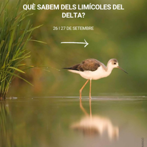 "Què sabem dels limícoles del Delta?"