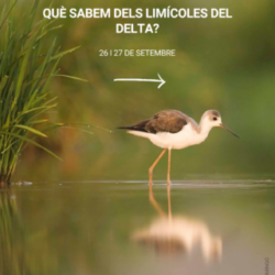 «Què sabem dels limícoles del Delta?»