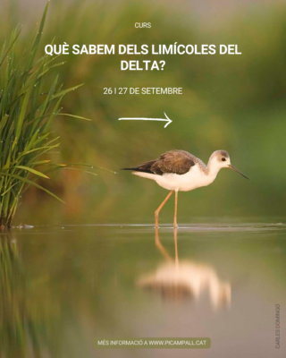 "Què sabem dels limícoles del Delta?"