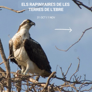 Els rapinyaires de les Terres de l’Ebre