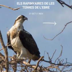Els rapinyaires de les Terres de l’Ebre