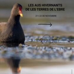 Curs d’aus hivernants de les Terres de l’Ebre