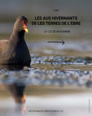 Curs d'aus hivernants de les Terres de l'Ebre